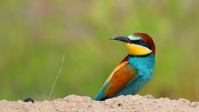 Arıkuşu (Merops apiaster) - Malatya / Battalgazi kuş fotoğrafı