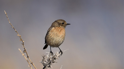 Taşkuşu (Saxicola rubicola) - Hatay / Samandağ kuş fotoğrafı