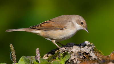Akgerdanlı Ötleğen (Curruca communis) - Denizli / Merkezefendi kuş fotoğrafı