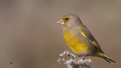 Florya (Chloris chloris) - Hatay / Kırıkhan kuş fotoğrafı