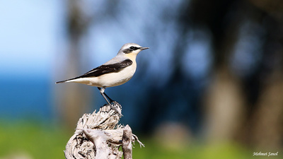 Kuyrukkakan (Oenanthe oenanthe) - Kastamonu / Abana kuş fotoğrafı