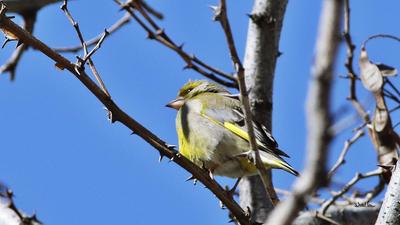 Florya (Chloris chloris) - Kastamonu / Abana kuş fotoğrafı