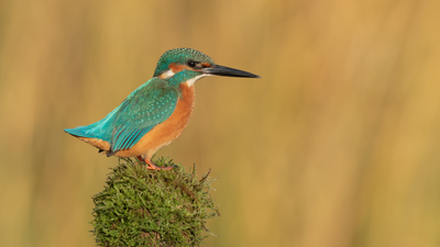 Yalıçapkını (Alcedo atthis) - Ankara / Gölbaşı kuş fotoğrafı