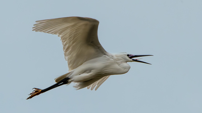 Küçük Ak Balıkçıl (Egretta garzetta) - - / - kuş fotoğrafı