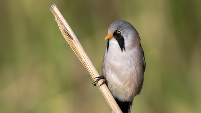 Bıyıklı Baştankara (Panurus biarmicus) - Ankara / Gölbaşı kuş fotoğrafı
