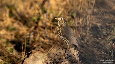 Öter Ardıç (Turdus philomelos) - KKTC / Girne kuş fotoğrafı