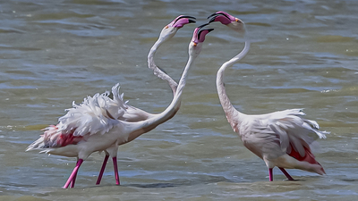 Flamingo (Phoenicopterus roseus) - Ankara / Gölbaşı kuş fotoğrafı