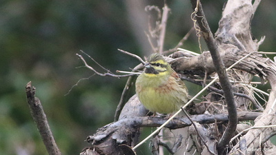 Bahçe Çintesi (Emberiza cirlus) - Kastamonu / Abana kuş fotoğrafı