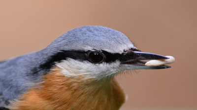 Sıvacı (Sitta europaea) - Ankara / Ayaş kuş fotoğrafı