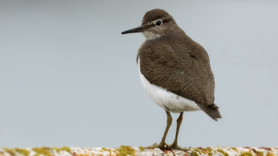 Dere Düdükçünü (Actitis hypoleucos) - KKTC / Lefkoşa kuş fotoğrafı