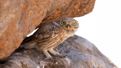 Kukumav (Athene noctua) - Kilis / Elbeyli kuş fotoğrafı