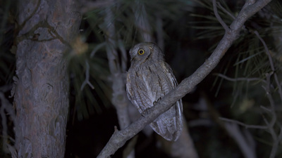 İshakkuşu (Otus scops) - Bursa / Karacabey kuş fotoğrafı