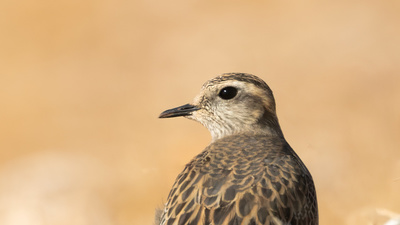 Dağ Cılıbıtı (Eudromias morinellus) - Şanlıurfa / Birecik kuş fotoğrafı