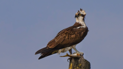 Balık Kartalı (Pandion haliaetus) - Samsun / 19-Mayıs kuş fotoğrafı