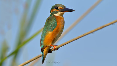 Yalıçapkını (Alcedo atthis) - Adana / Karataş kuş fotoğrafı