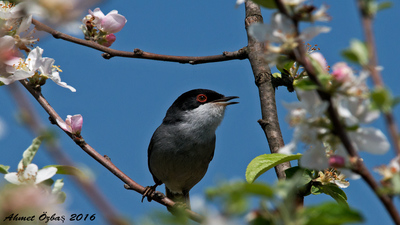Maskeli Ötleğen (Curruca melanocephala) - İstanbul / Sarıyer kuş fotoğrafı