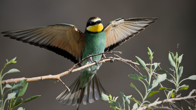Arıkuşu (Merops apiaster) - KKTC / Güzelyurt kuş fotoğrafı