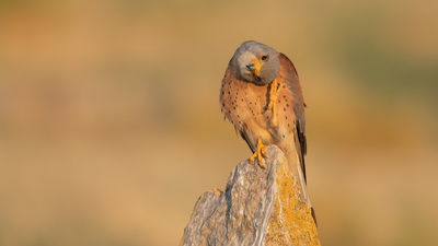 Küçük Kerkenez (Falco naumanni) - Karaman / Ayrancı kuş fotoğrafı