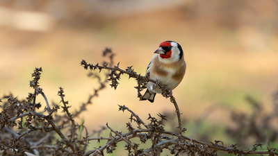Saka (Carduelis carduelis) - İstanbul / Şile kuş fotoğrafı