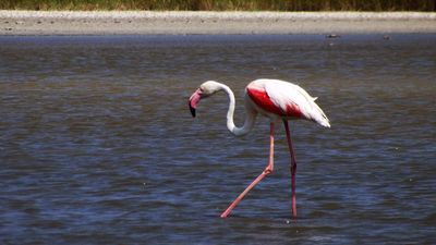 Flamingo kuş fotoğrafı