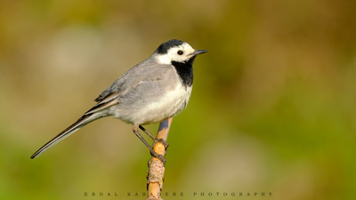 Ak Kuyruksallayan (Motacilla alba) - Bilecik / Bozüyük kuş fotoğrafı