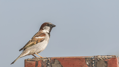 Serçe (Passer domesticus) - Burdur / Bucak kuş fotoğrafı