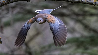 Üveyik (Streptopelia turtur) - Isparta / Merkez kuş fotoğrafı