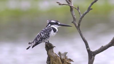 Alaca Yalıçapkını (Ceryle rudis) - - / - kuş fotoğrafı