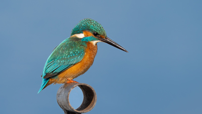 Yalıçapkını (Alcedo atthis) - Bursa / Nilüfer kuş fotoğrafı