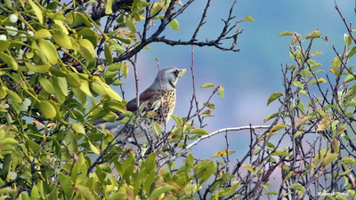 Tarla Ardıcı (Turdus pilaris) - Ankara / Nallıhan kuş fotoğrafı