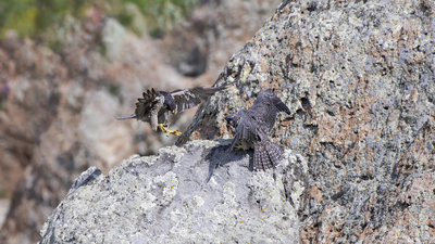 Gök Doğan (Falco peregrinus) - Afyonkarahisar / Merkez kuş fotoğrafı