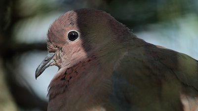 Küçük Kumru (Spilopelia senegalensis) - İstanbul / Küçükçekmece kuş fotoğrafı