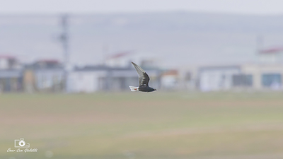 Akkanatlı Sumru (Chlidonias leucopterus) - Ankara / Gölbaşı kuş fotoğrafı