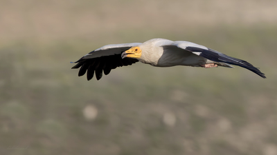 Küçük Akbaba (Neophron percnopterus) - Ankara / Beypazarı kuş fotoğrafı