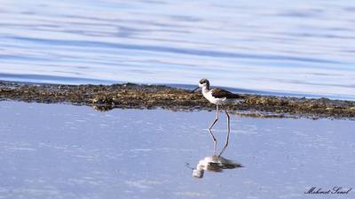 Uzunbacak (Himantopus himantopus) - Muğla / Köyceğiz kuş fotoğrafı