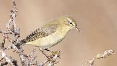 Söğütbülbülü (Phylloscopus trochilus) - İstanbul / Küçükçekmece kuş fotoğrafı