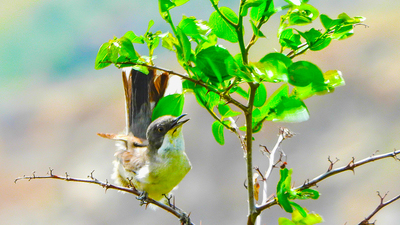 Akgözlü Ötleğen (Curruca crassirostris) - Kırklareli / Merkez kuş fotoğrafı