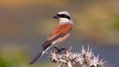Kızılsırtlı Örümcekkuşu (Lanius collurio) - Hatay / Kırıkhan kuş fotoğrafı