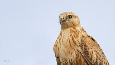 Kızıl Şahin (Buteo rufinus) - Bilecik / Bozüyük kuş fotoğrafı