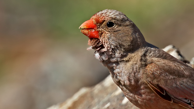 Küçük Alamecek (Bucanetes githagineus) - Malatya / Yazıhan kuş fotoğrafı