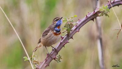 Mavigerdan (Luscinia svecica) - Kastamonu / Abana kuş fotoğrafı