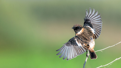 Taşkuşu (Saxicola rubicola) - KKTC / Lefkoşa kuş fotoğrafı