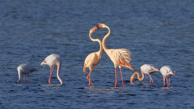Flamingo (Phoenicopterus roseus) - Ankara / Gölbaşı kuş fotoğrafı