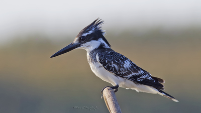 Alaca Yalıçapkını (Ceryle rudis) - Adana / Karataş kuş fotoğrafı