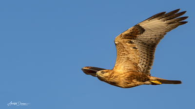 Kızıl Şahin (Buteo rufinus) - Yozgat / Kadışehri kuş fotoğrafı