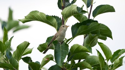 Ak Mukallit (Iduna pallida) - Antalya / Elmalı kuş fotoğrafı