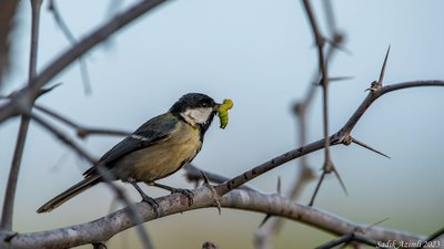 Büyük Baştankara (Parus major) - KKTC / Güzelyurt kuş fotoğrafı