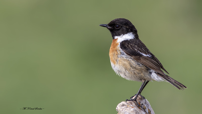Taşkuşu (Saxicola rubicola) - Ankara / Yenimahalle kuş fotoğrafı