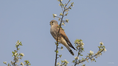 Kerkenez (Falco tinnunculus) - İstanbul / Beykoz kuş fotoğrafı