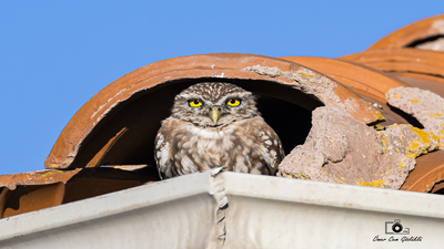 Kukumav (Athene noctua) - Ankara / Gölbaşı kuş fotoğrafı